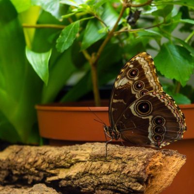 בית הפרפרים הקיסרי (Imperial Butterfly House)