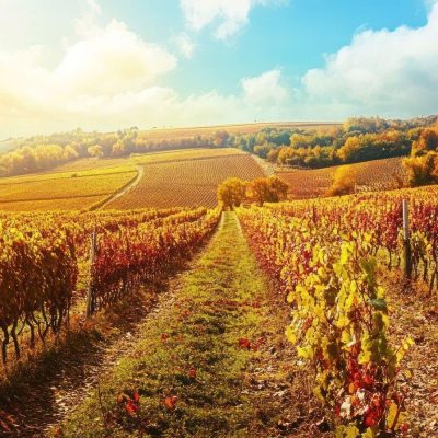 סיור יין ביערות וינה (Vienna Woods Wine Tour)